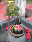 Shri Ramakrishna Tarak Math Slideshow