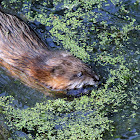 Muskrat