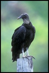 Black_Vulture_bird_picture
