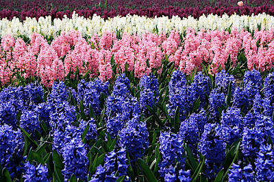 hyacinth field, champs de jacinthe, Lisse