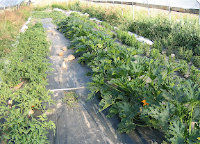 Inside the hoophouse: full size squash, tomatoes starting to ripen, cukes, melons & flowers.