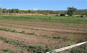 Winter squash and sweet corn in the far field.