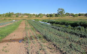 Onions, shallots, leeks.