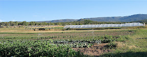 The hoophouse for heat loving crops.