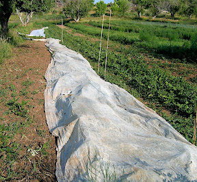 The white sheet of floating row cover on the left is over the peas - to keep the rabbits out. Beets on the right, this is the first of three beet beds and is nearly done.