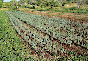 The onions are growing fast - now golf ball sized, they are looking lovely, well weeded and watered. In just a few weeks we'll start picking the largest of these for CSA boxes.