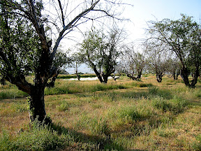 The view back from the field through the old orchard to the pond.
