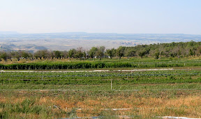 A view across the beds.