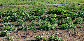The next peas (and beans) are getting close.