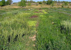 The salad mix, the nest planting is furthest away in this picture.