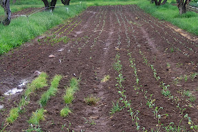 In this photo: swiss chard , onions for transplanting - multiple types , broccoli , cauliflower