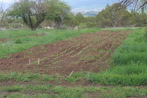 new beds established in the east orchard