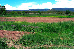 Brown soil=seeding time! Cover crop in the background.