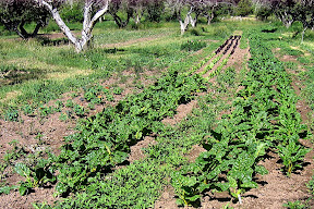 The chard is sizing up, lettuce in the back.