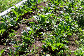 beets ready for picking