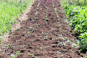 new broccoli plantings