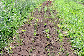 fall plantings in the spring