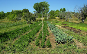 carrots, fall broccoli, cabbage and cauliflower and mowed salad