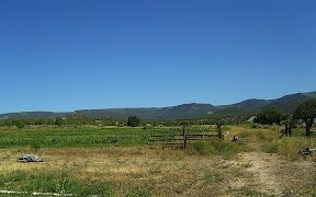 the far fields, cover crops, some squash remaining, some corn, potatoes