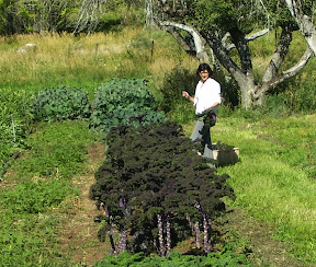harvesting the kale