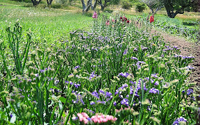 Flowers in the garden