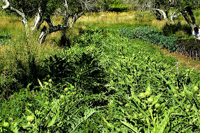 artichokes 2009