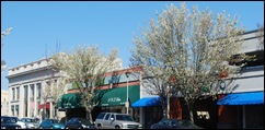 sebastopol cherry blossoms
