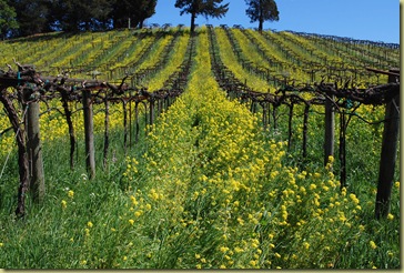 acorn mustard