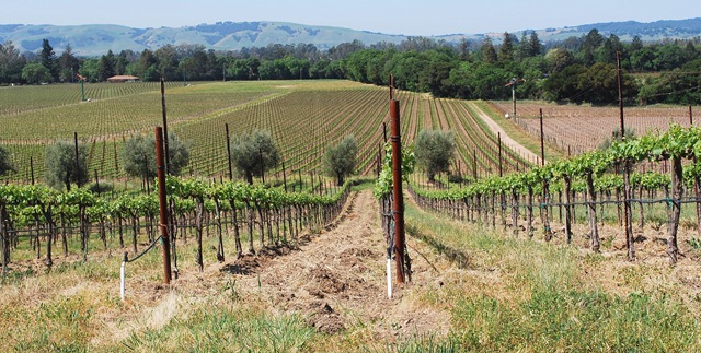 [vineyards[4].jpg]