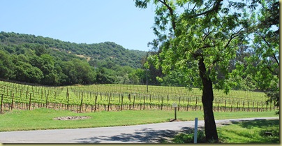 vineyards 2