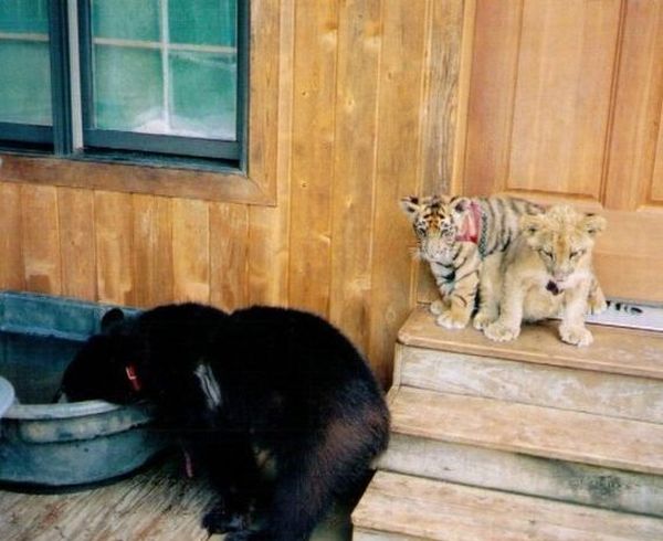 [unusual_friendship_07.jpg]