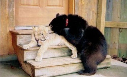 [unusual_friendship_05.jpg]