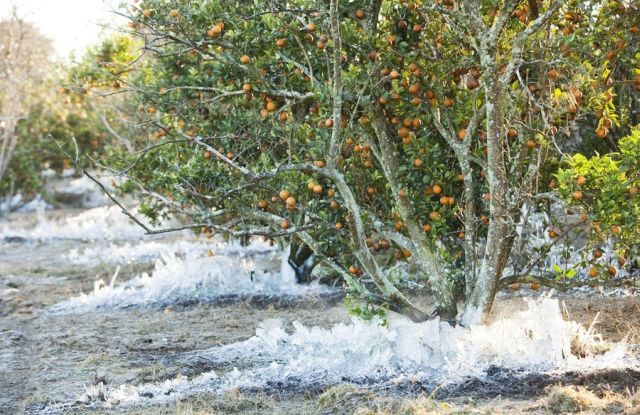 [frost_in_florida_11.jpg]