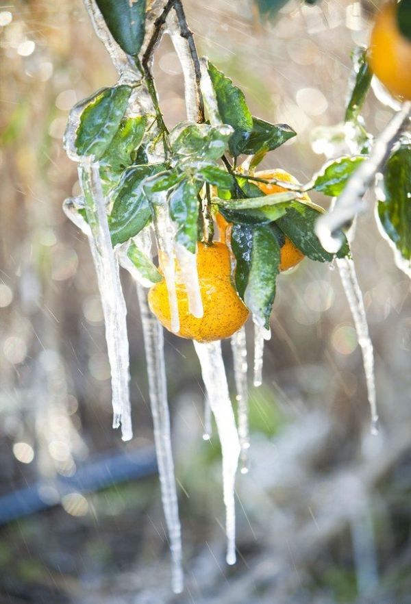 [frost_in_florida_26.jpg]