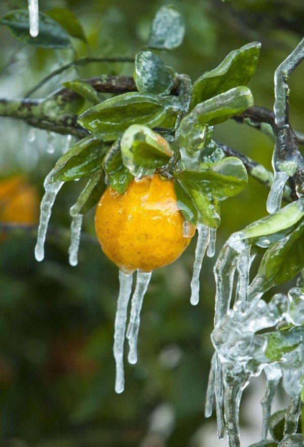 [frost_in_florida_27.jpg]