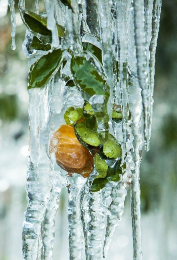 [frost_in_florida_23.jpg]