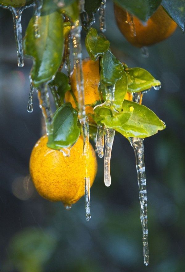 [frost_in_florida_24.jpg]