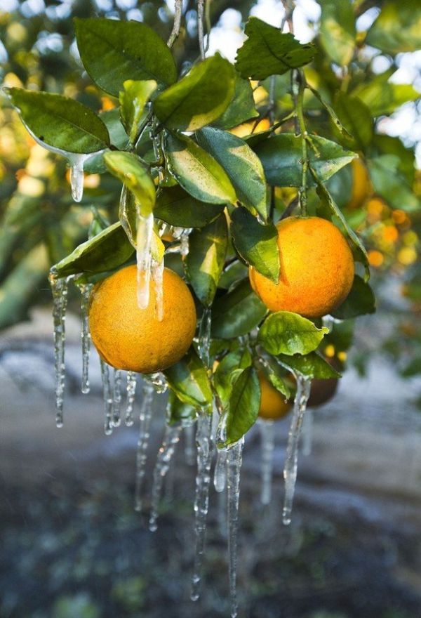 [frost_in_florida_20.jpg]