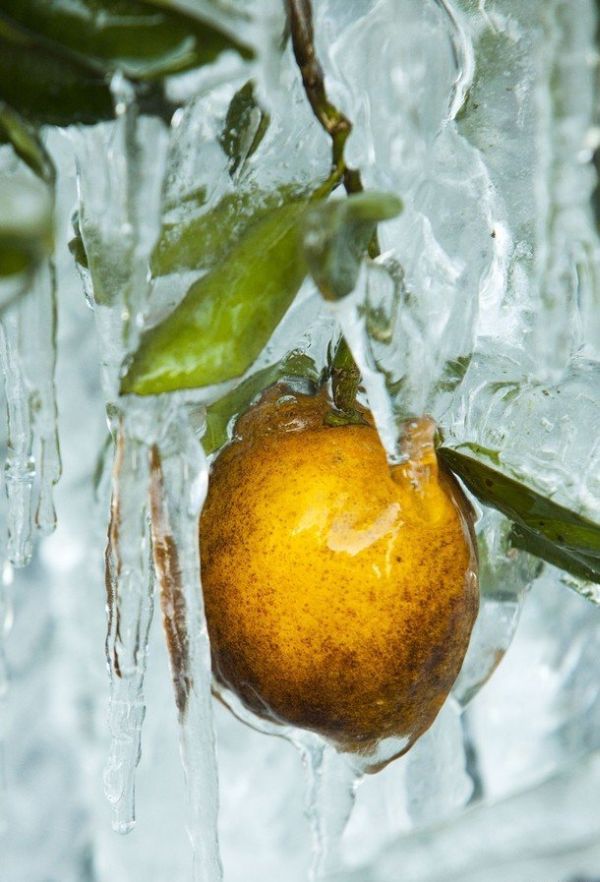 [frost_in_florida_22.jpg]