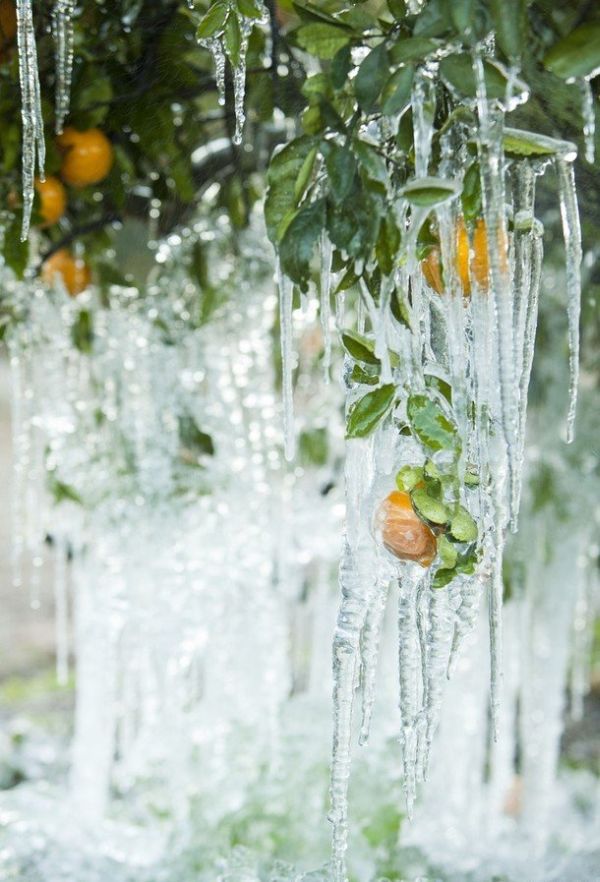[frost_in_florida_21.jpg]