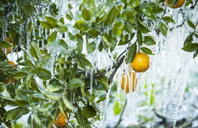 [frost_in_florida_19.jpg]