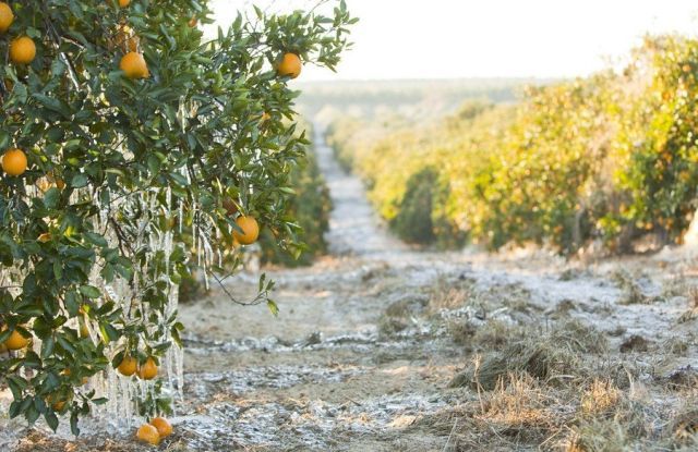 [frost_in_florida_16.jpg]