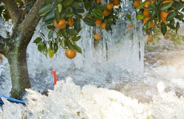 [frost_in_florida_14.jpg]