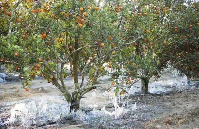 [frost_in_florida_15.jpg]