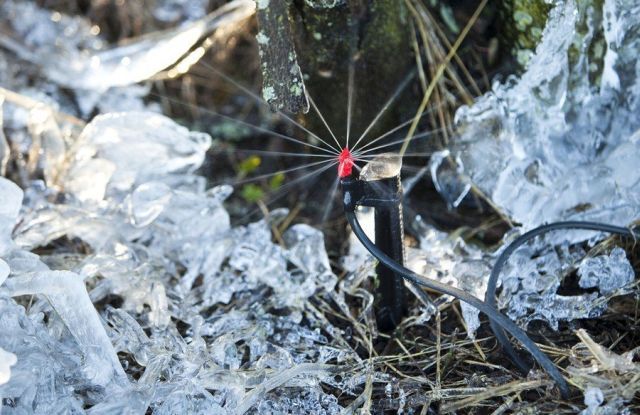 [frost_in_florida_13.jpg]