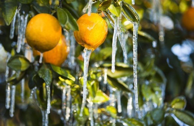 [frost_in_florida_07.jpg]