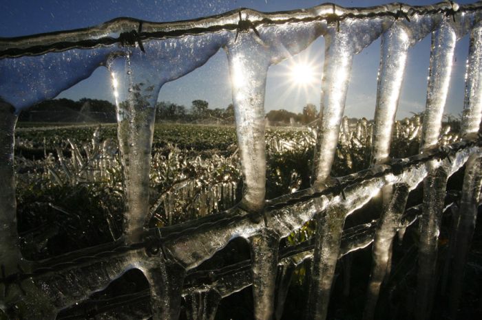 [frost_in_florida_05.jpg]