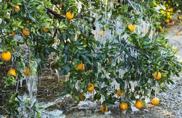 [frost_in_florida_03.jpg]