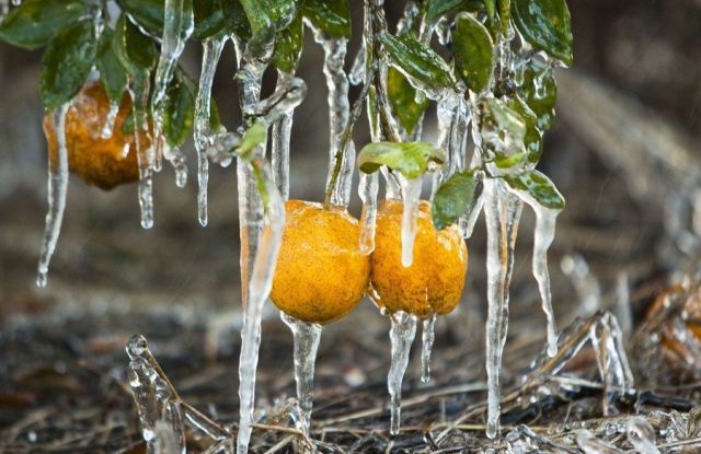 [frost_in_florida_02.jpg]