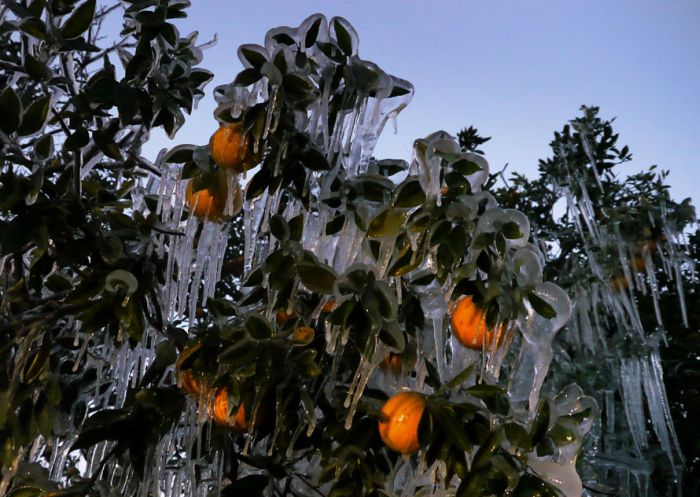 [frost_in_florida_01.jpg]